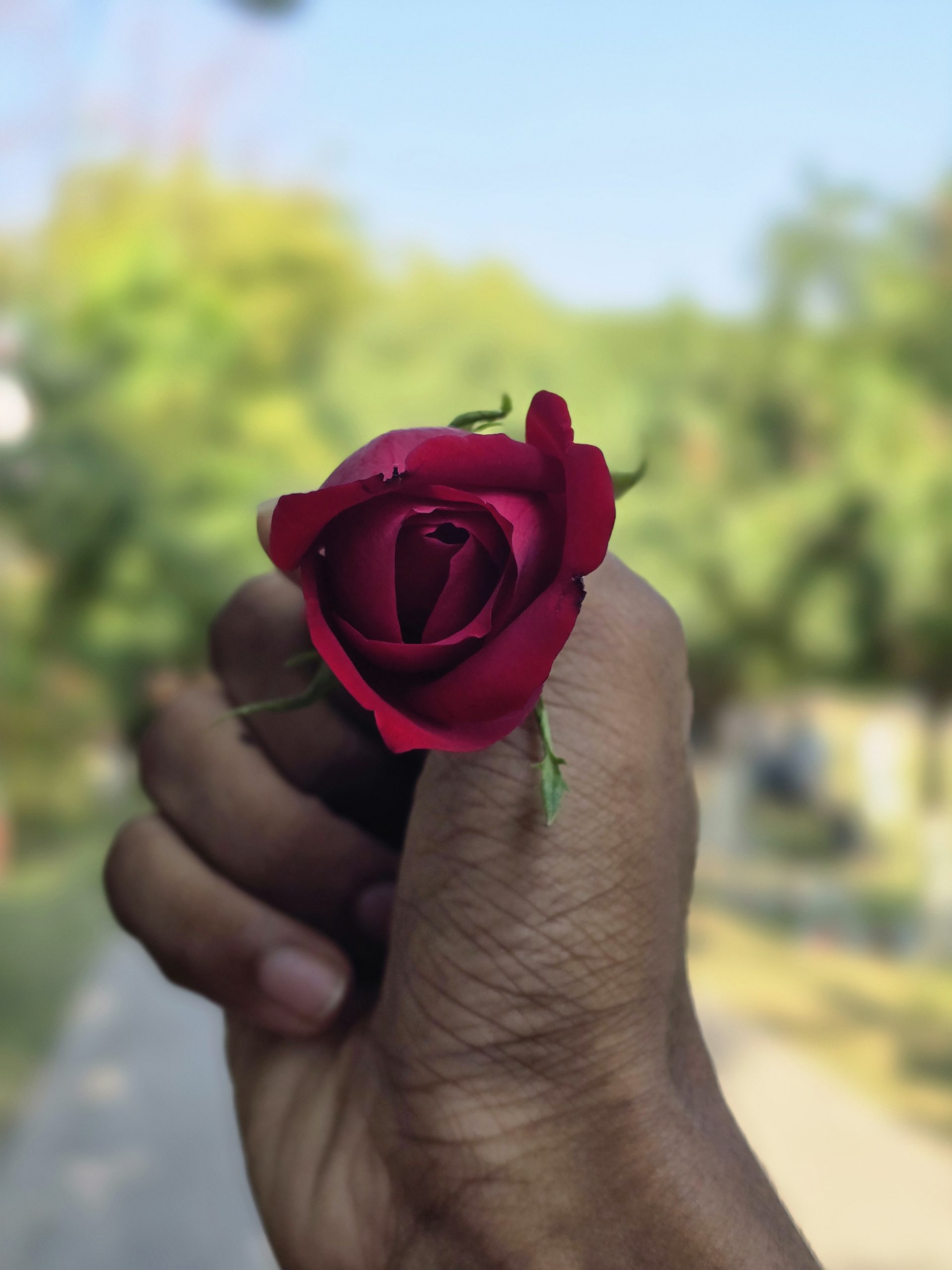 বিশ্ব গোলাপ দিবস আজ, সুরভিত হোক জীবন