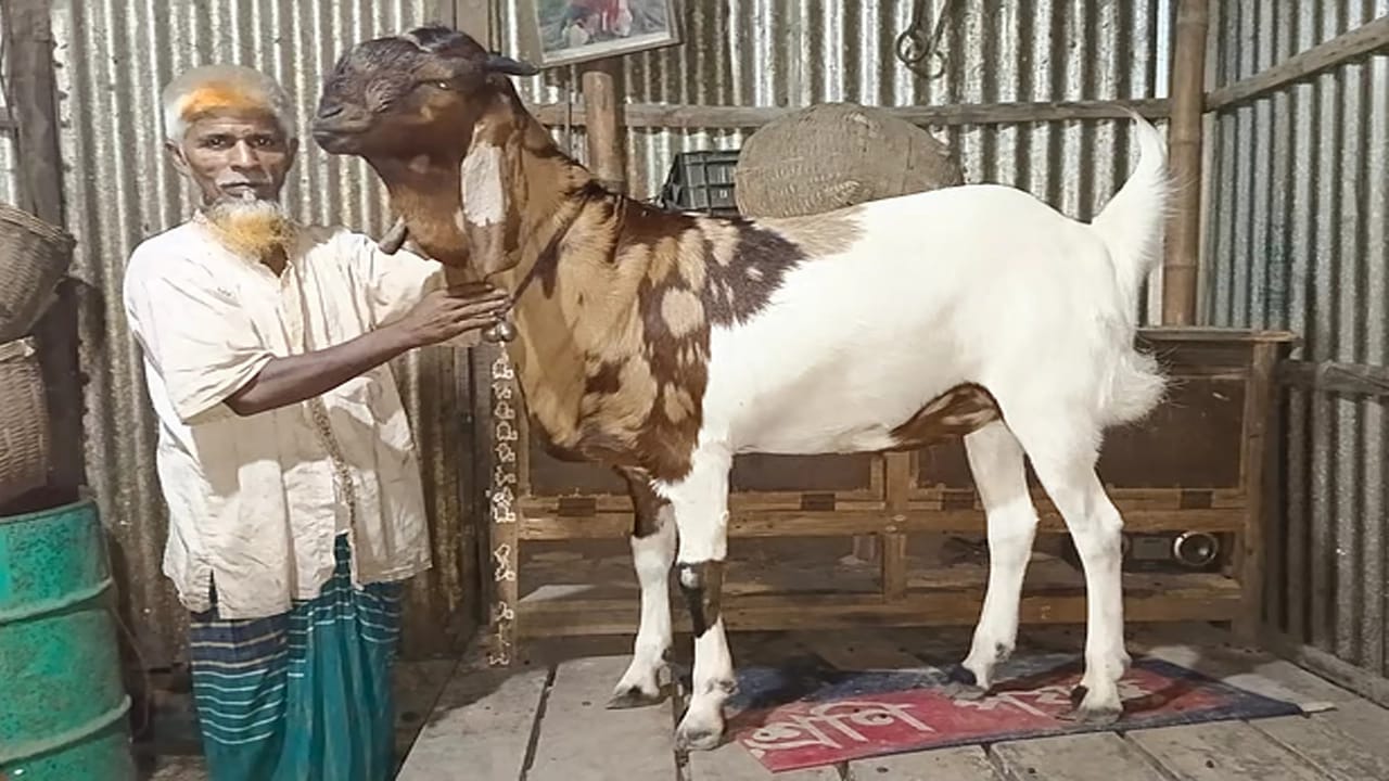 ছাগলের নাম ‘নবাব সিরাজউদ্দৌলা’, বিছানা ছাড়া ঘুমায় না