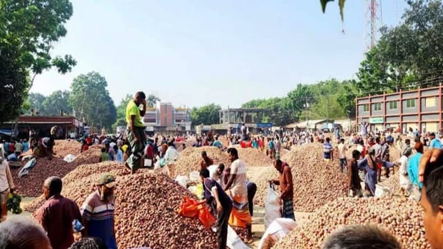 খরচ তুলতেই হিমশিম, পেঁয়াজ চাষিরা পড়েছে বিপাকে